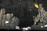Sclerencoelia pruinosa image