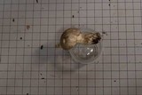 Tricholoma pardinum image
