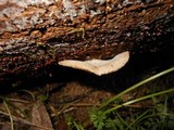 Crepidotus crocophyllus image