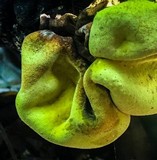 Entonaema liquescens image
