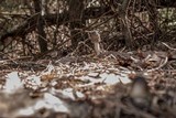 Amanita brunnescens image