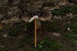 Amanita brunnescens image