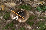 Amanita brunnescens image