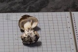 Amanita brunnescens image