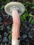 Boletus subcaerulescens image