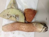 Boletus subcaerulescens image