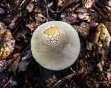 Amanita farinosa image