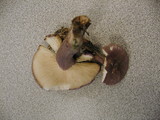 Rugosomyces ionides image