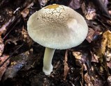 Amanita farinosa image