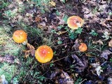 Amanita persicina image