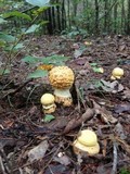 Amanita persicina image
