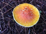 Amanita persicina image