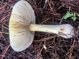 Amanita persicina image