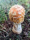 Amanita persicina image