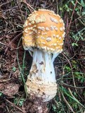Amanita persicina image