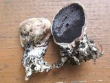 Scleroderma bovista image