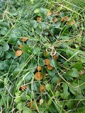 Psilocybe azurescens image