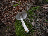 Pluteus pouzarianus image