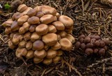 Gymnopus acervatus image