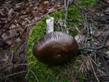 Pluteus pouzarianus image