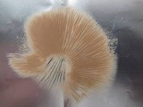 Pluteus salicinus image