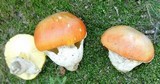 Amanita caesarea image