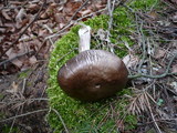 Pluteus pouzarianus image