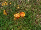 Suillus americanus image