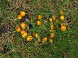 Suillus americanus image