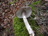 Pluteus pouzarianus image