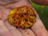 Suillus americanus image