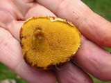 Suillus americanus image