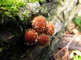 Hemistropharia albocrenulata image