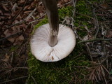 Pluteus pouzarianus image