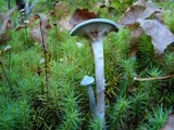 Cantharellula umbonata image
