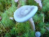 Cantharellula umbonata image