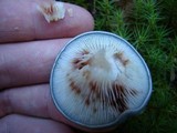 Cantharellula umbonata image