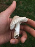 Leucoagaricus barssii image
