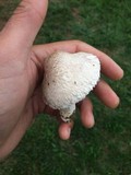 Leucoagaricus barssii image