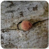 Gymnopilus aeruginosus image