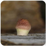 Gymnopilus aeruginosus image