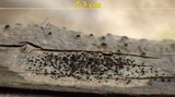 Buellia erubescens image