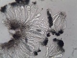Buellia erubescens image