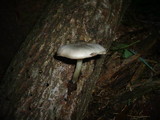 Pluteus salicinus image