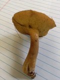 Suillus punctipes image