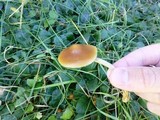 Psilocybe azurescens image