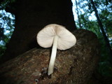 Pluteus salicinus image