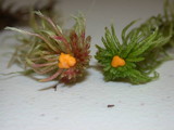 Endogone pisiformis image