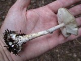 Amanita porphyria image