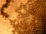 Endogone pisiformis image